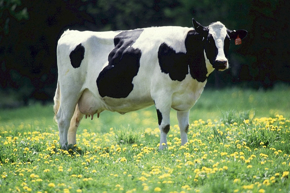 Study on cost of milk production